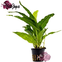 Tuerca Planta Micro sorum Pteropus Java Helecho- acuarios Plantas- plantas de agua